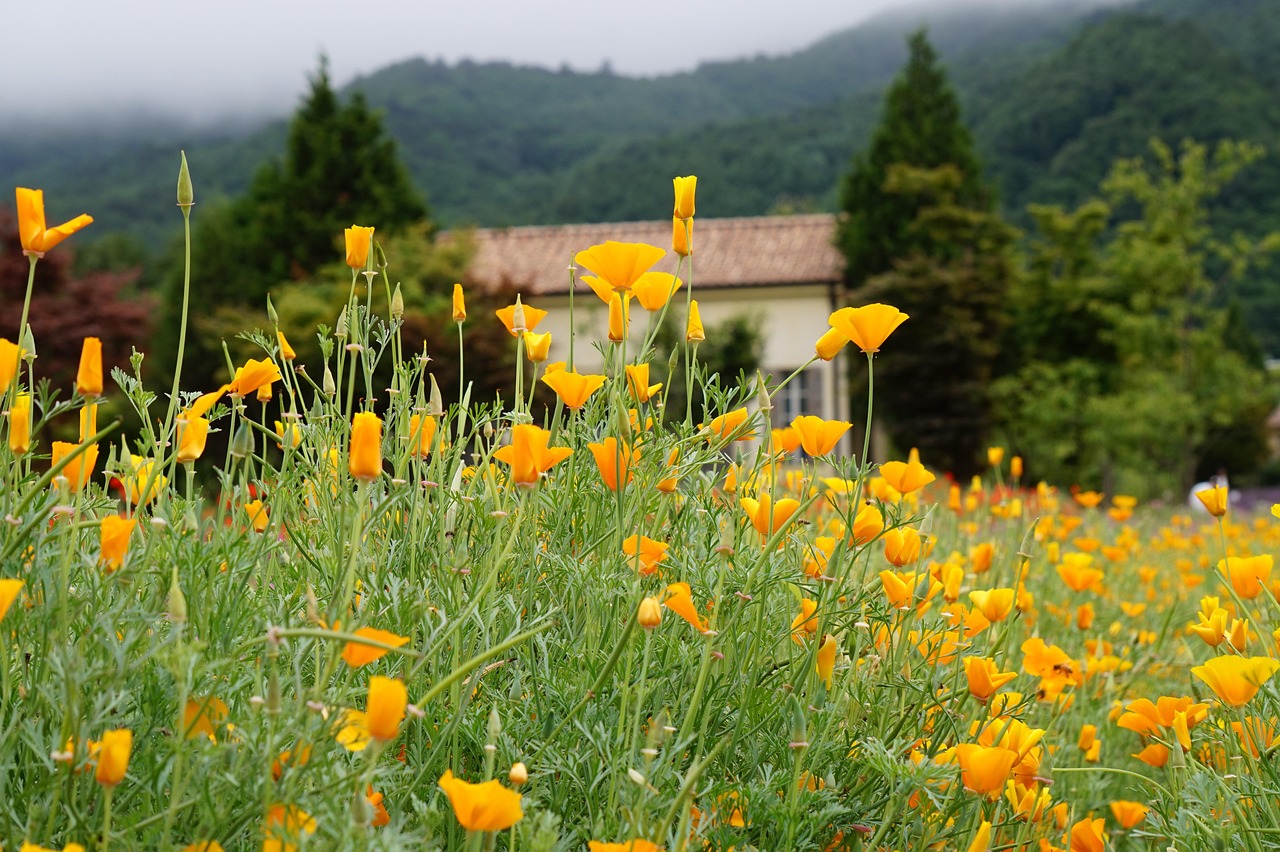 激战2 steam版:酒店发票购买平台