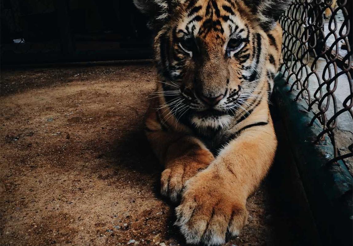 星梦计划:滴滴顺风车代理平台